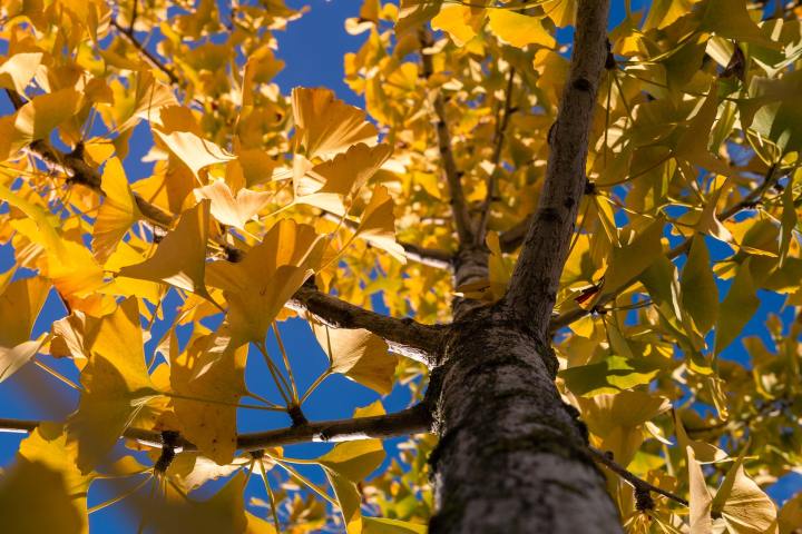 Close up of Ginkgo Biloba yellow leaves at chinese autumn forest. for an article about the beauty benefits of gingko biloba in skincare. ginkgo