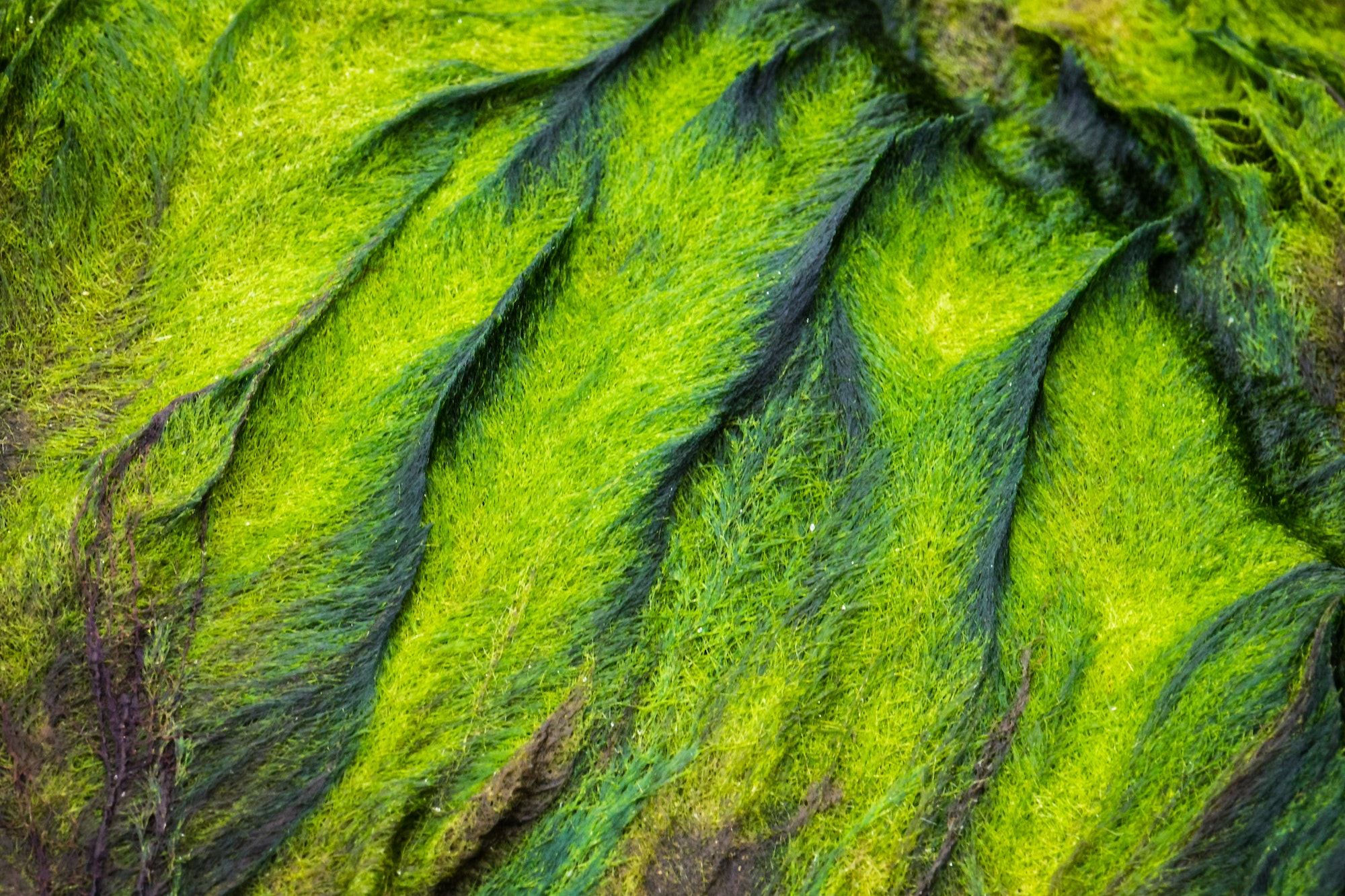 Texture of sea grass on a stone