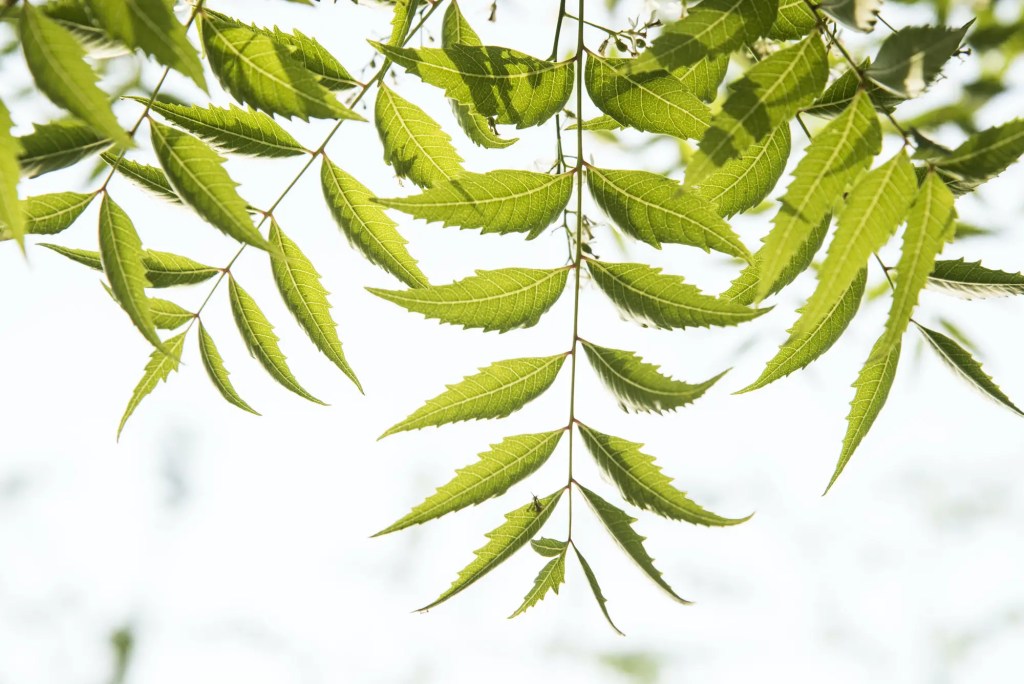A branch of neem tree leaves. Natural Medicine home remedies for chickenpox