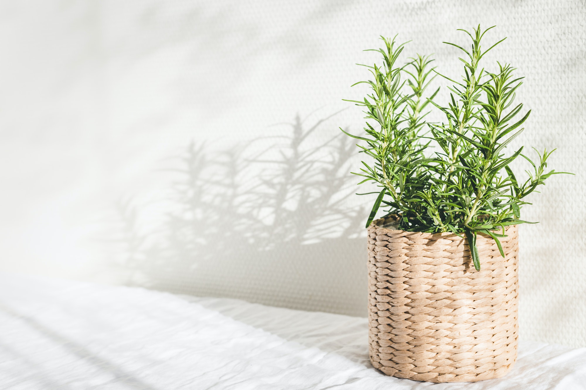 rosemary in a wicker pot - for article about how to make rosemary water for your hair